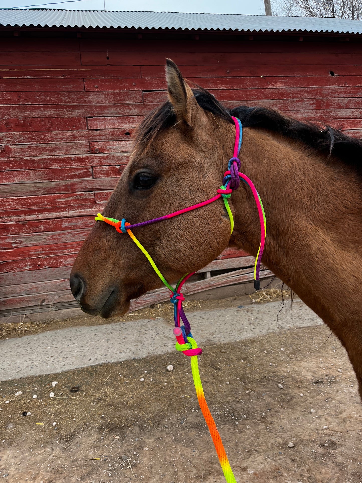 Rainbow Halter